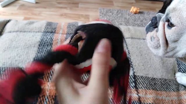 Игрушка на полчаса для французского бульдога. смотреть онлайн