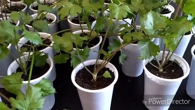 Корневой сельдерей. Рассада через два месяца после всходов. смотреть онлайн