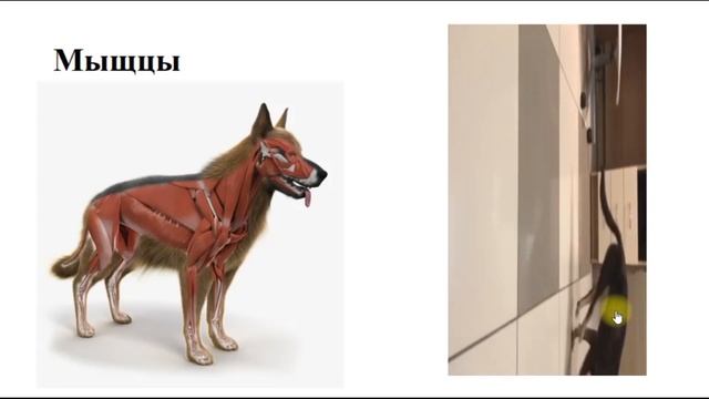 Реабилитация ортопедического пациента. смотреть онлайн