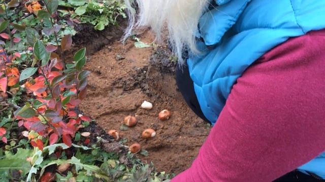 Посадка тюльпанов в октябре смотреть онлайн