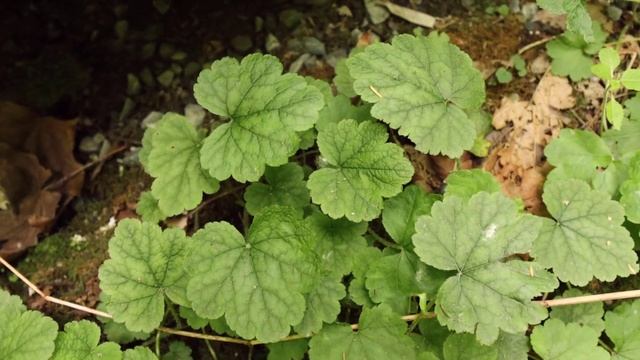 Let's ID: fringecup (Tellima grandiflora) смотреть онлайн