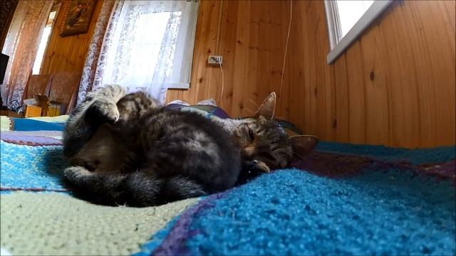 А у нас сегодня кошка,  родила вчера котят // Гроза мышей!