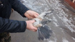 Кировоградские голуби г.Нововоронеж