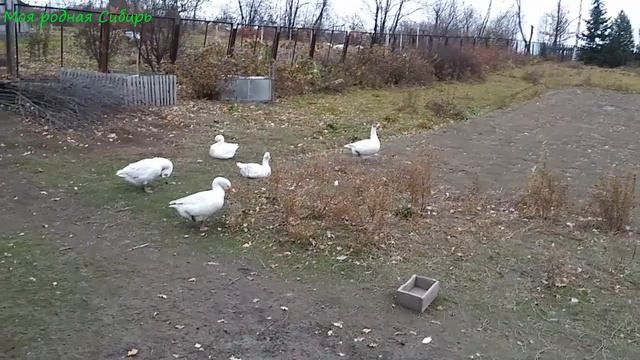 Наш прудик совсем обмелел, но гуси его любят. Фимочка красиво летает! смотреть онлайн