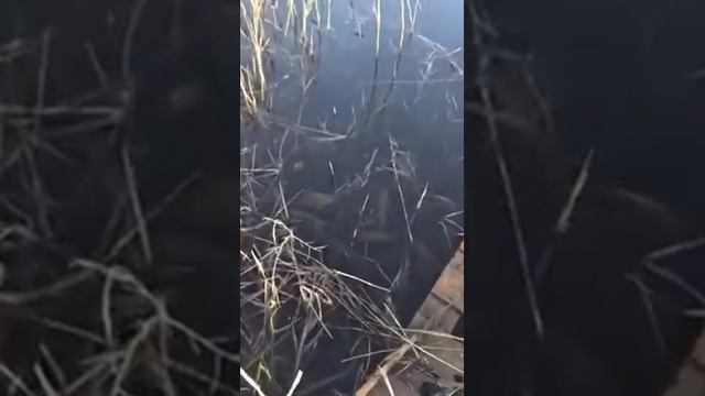 Зарыбление водоема смотреть онлайн