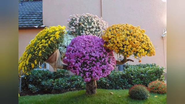 Хризантема мультифлора. ? Королева красок.? Каскадная хризантема ?