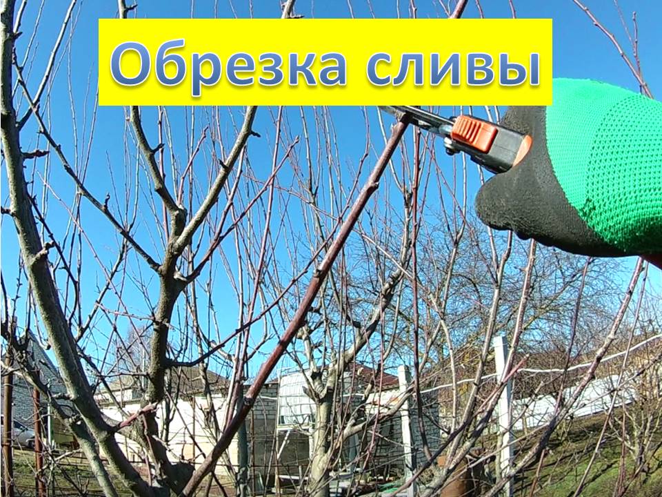 Обрезка сливы 4-х лет смотреть онлайн