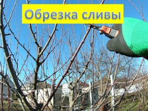 Обрезка сливы 4-х лет