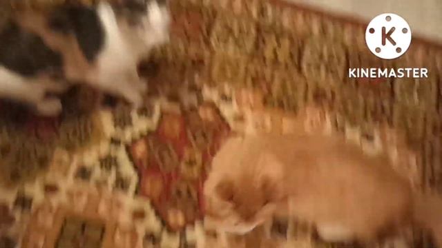 До свидания, Лазаревское. Здравствуй дом и дача. #влог#лазаревское#кошки#дача смотреть онлайн