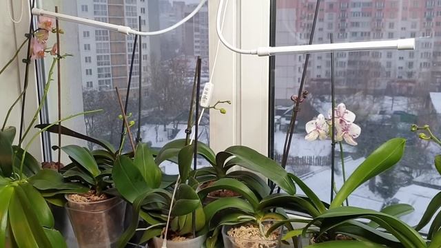 СОХНУТ БУТОНЫ орхидеи и ЦВЕТЫ орхидеи смотреть онлайн