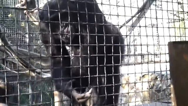 Ялта зоопарк обезьяна попрошайка смотреть онлайн