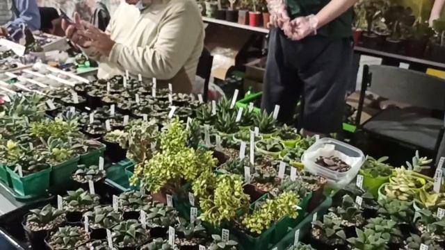 Кактус Фест 2020. Первый день, утро, толкучка. смотреть онлайн