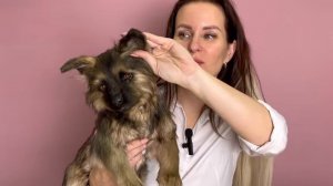 Щенок немецкой овчарки из искусственного меха