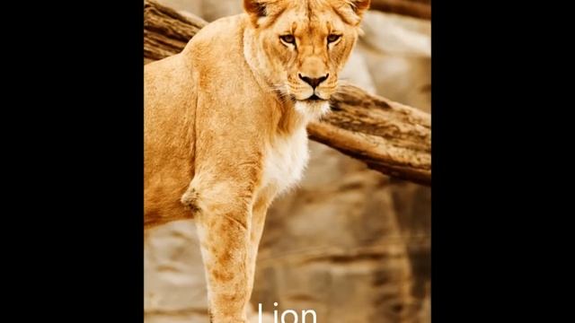 Zoo Animals For Children | Kids Learning Videos