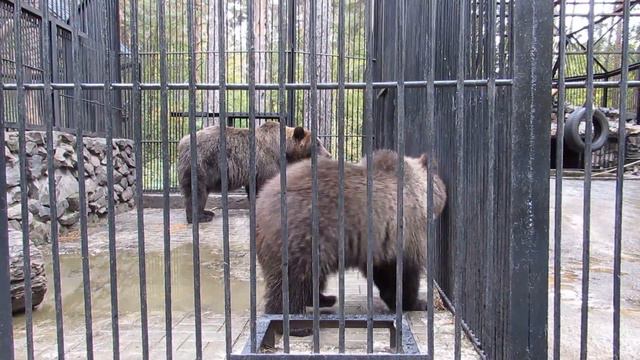 Малышка нервничает, а Алтай кушает морковку 20.09.17 Новосибирский зоопарк им.Р.А.Шило смотреть онлайн