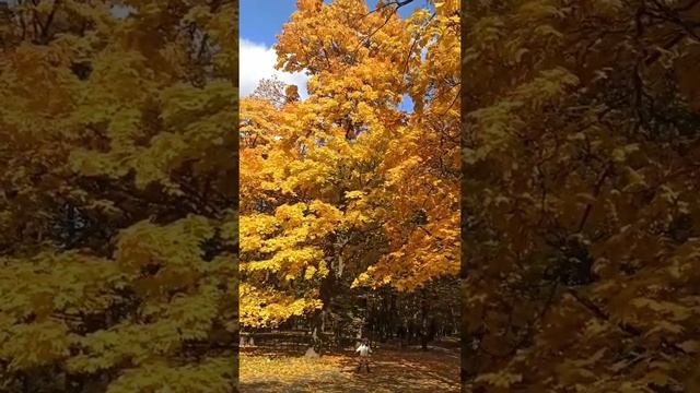 Яркие краски осени... смотреть онлайн