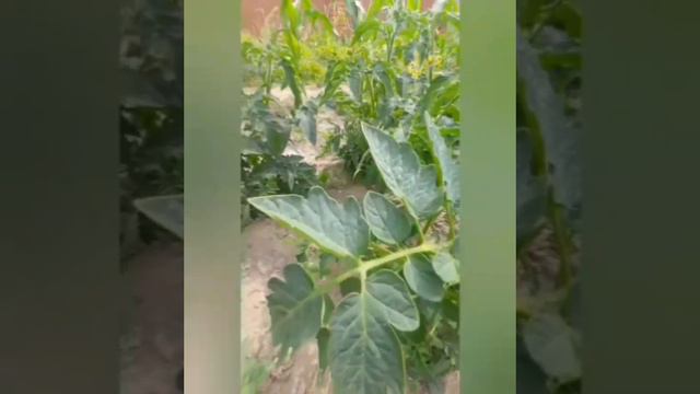 Фитофтора на томатах. Что реально работает #фитофтора #выращиваниетоматов