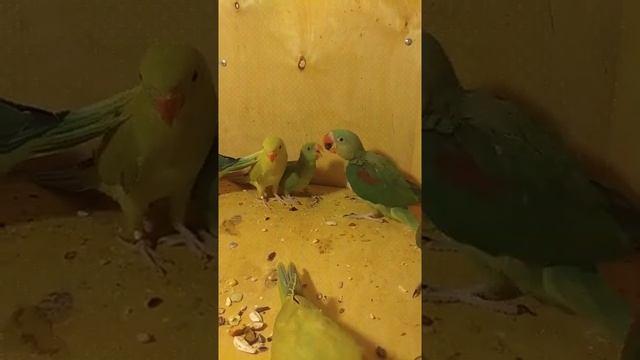 Александрийские попугаи 89192320085 смотреть онлайн