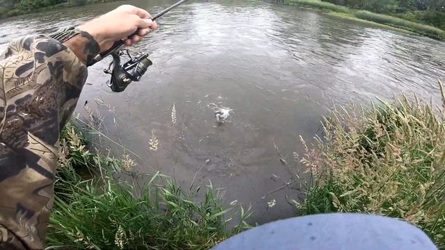 ХАРИУС НА СПИННИНГ ЛЕТОМ.РЫБАЛКА НА СПИННИНГ. ХАРИУС НА ВЕРТУШКУ MEPPS смотреть онлайн