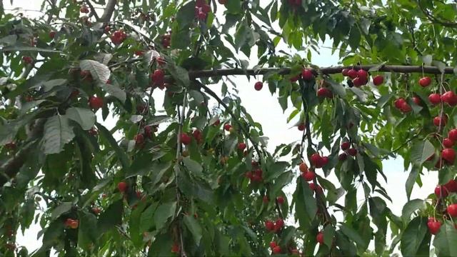 Черешня-дерево витаминов! смотреть онлайн