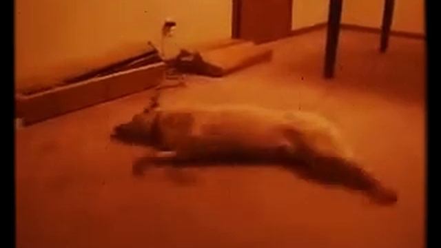 Собака спит. смотреть онлайн