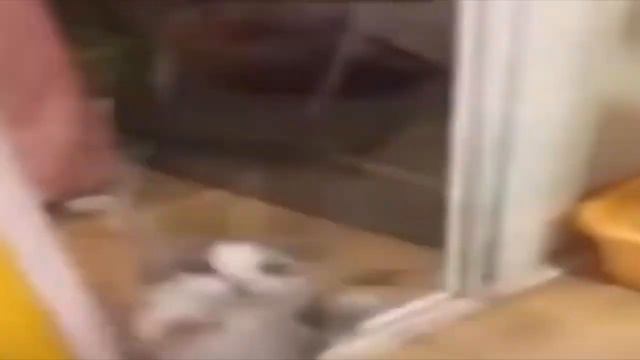 Шедевр, который нельзя удалять (Удаленное видео SuperKek) смотреть онлайн