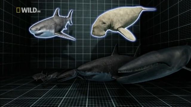 Акулы - Монстры. ДОИСТОРИЧЕСКИЕ АКУЛЫ!!! Кто Убивал под Водой. смотреть онлайн