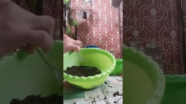 Толстянканы жапырақтан көбейту смотреть онлайн