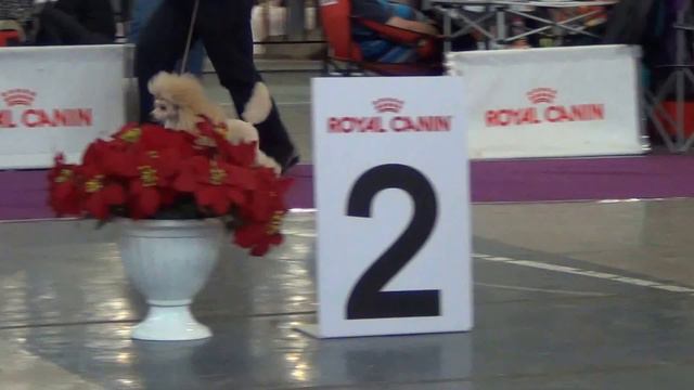 00061 Сравнение абрикосовых тоев. Моно Екб. 2016 смотреть онлайн