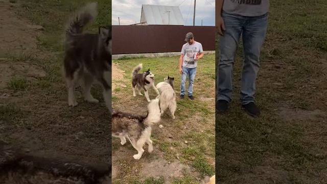 Хаски. Дача. смотреть онлайн