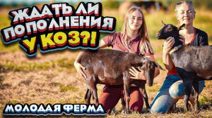 Ждать ли пополнения у коз?! Кого мы ещё привезли к себе на ферму? | Молодая Ферма