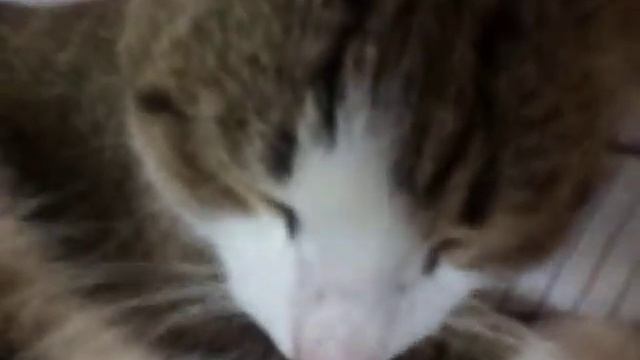 кот спун смотреть онлайн