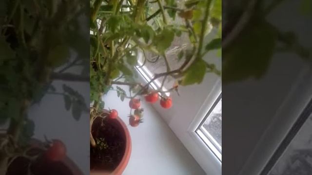 Помидоры черри поспели зимой у нас на подоконнике. смотреть онлайн
