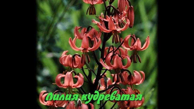 Охрана растений смотреть онлайн
