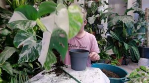 Как сделать ОПОРУ для Растений?Показываю и Рассказываю вместе с Монстерой Альбой