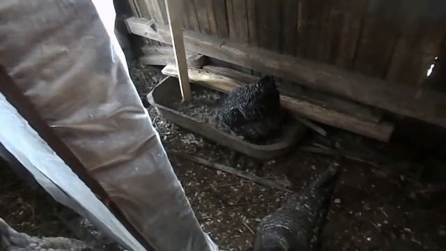 Утепление курятника.часть 1 смотреть онлайн