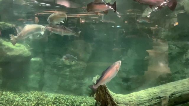 Магазин для настоящих мужчин. Bass Pro Shops. смотреть онлайн