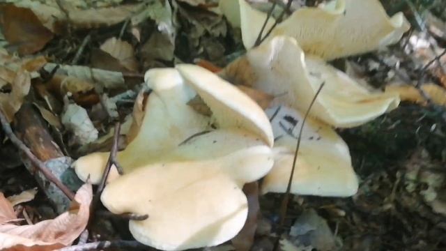 Sığırdili Mantarı (Hydnum Repandum) anlattık ve bol miktarda bulduk. Keyifli seyirler. смотреть онлайн