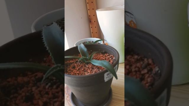 Agave grown from seed one year old смотреть онлайн