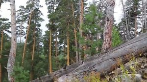 Красивые места Самарской области на автомобиле. Рачейский бор.