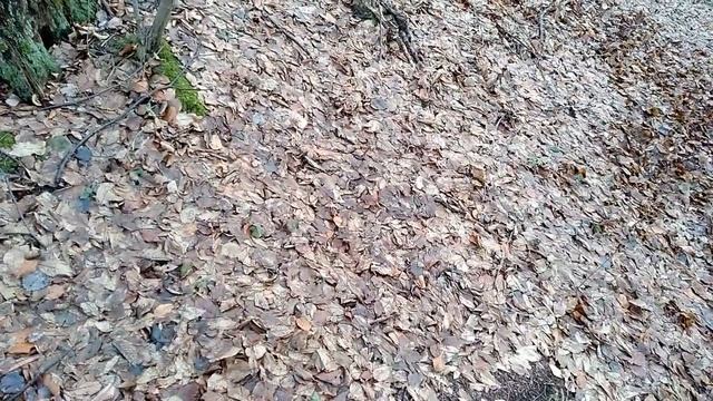 Строим укрытие в лесу/что делать если потерялся в лесу/укрытие на ночь смотреть онлайн