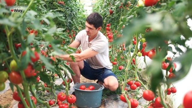 Мощная и простая смесь от фитофторы на томатах! смотреть онлайн