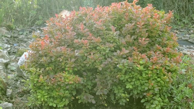 Размножение черенками: простые методы