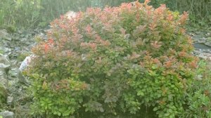 Стрижка барбариса / Черенкование/ Барбарис Тунберга Мария/Барбарис Грин Орнамент