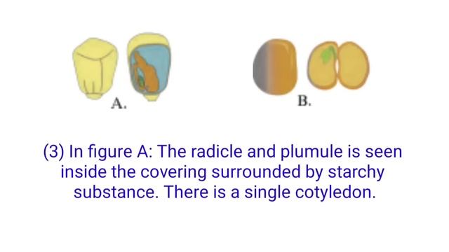 Exercise Class 7 Science 2.Plants structure and function । Exercise plants structure and function смотреть онлайн