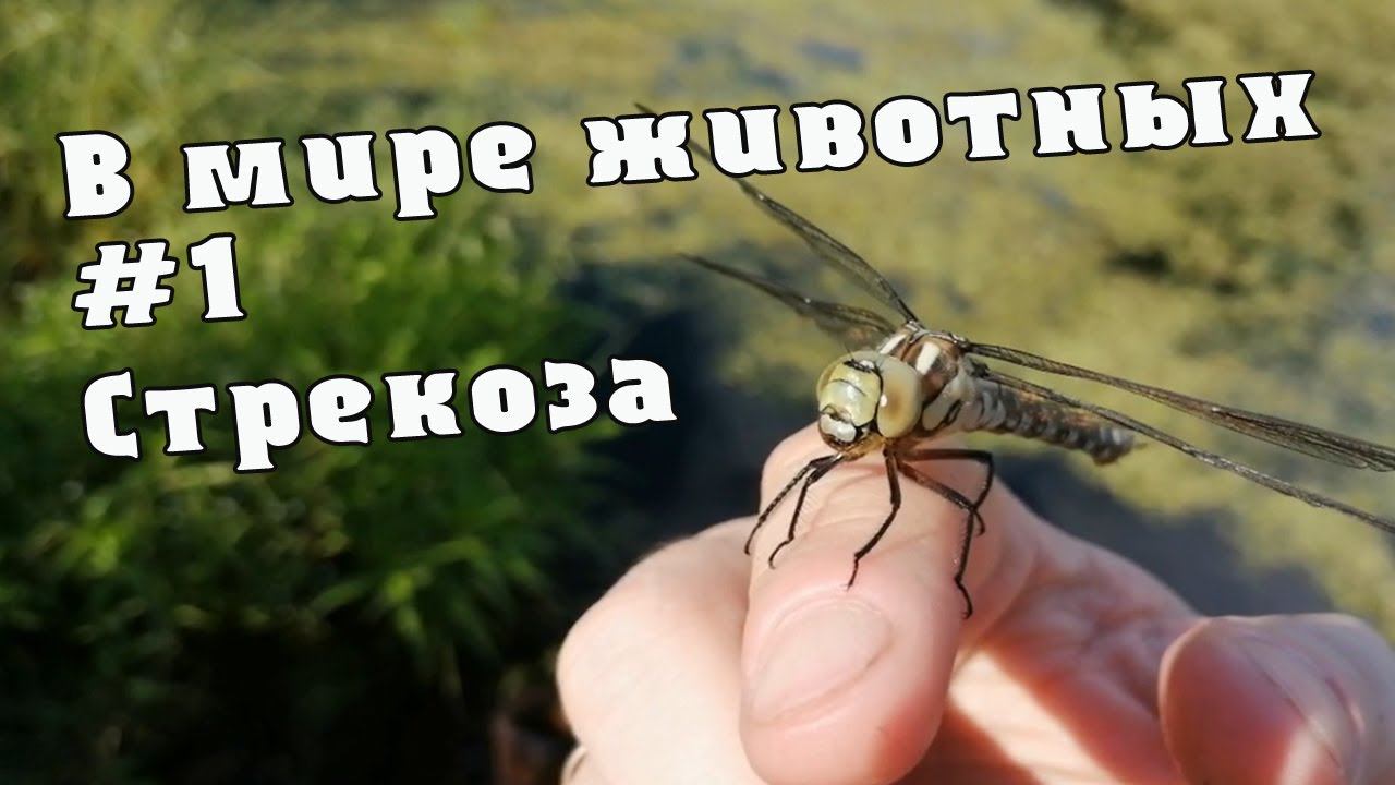 В мире животных | #1 Стрекоза смотреть онлайн