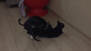 Брачные игры пса и кошки