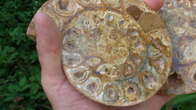 Аммонит Perisphinctes [14x12 см] // 559 смотреть онлайн