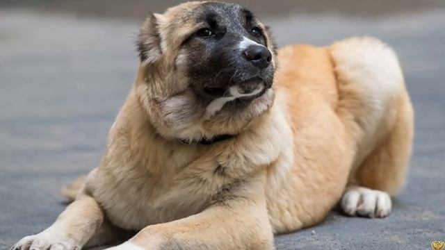 СИЛЬНЕЕ ВОЛКА - МОЩНЕЙШИЕ ВОЛКОДАВЫ смотреть онлайн