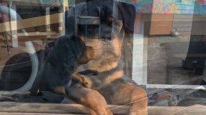 Дрессировка ротвейлера.С Вами кинолог Наталья Севостьянова и «Мир глазами собак «